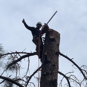 Cutting down a tree